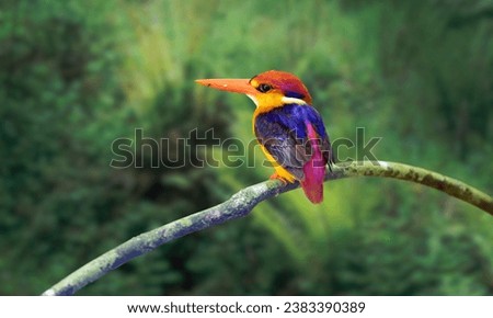 Oriental Dwarf Kingfisher or Three Toed Kingfisher or Black Backed kingfisher. It is one of the most colorful birds found in India