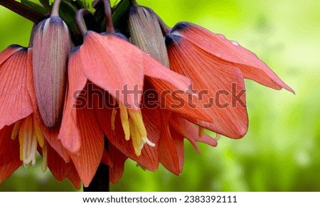 Fritillaria imperialis .Spring flower from the lily family (Fritillaria Imperialis), which stands out among others for its large size and spectacular inflorescence. Selective focus, raindrops on a flo