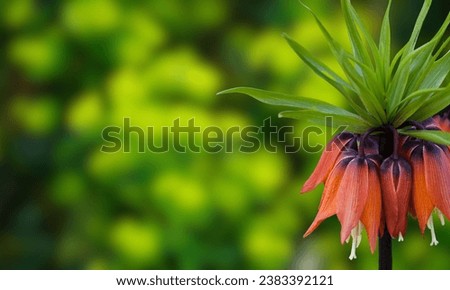 Fritillaria imperialis .Spring flower from the lily family (Fritillaria Imperialis), which stands out among others for its large size and spectacular inflorescence. Selective focus, raindrops on a flo