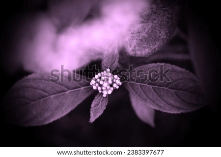 Beautiful blooming flower with leaves, flowering plant, fresh flower in garden, floral image, pink and purple nature