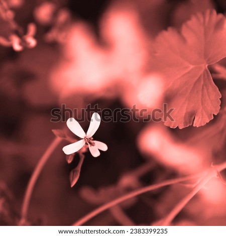 Blooming white flower in botanical garden, color floral image, red nature, natural background