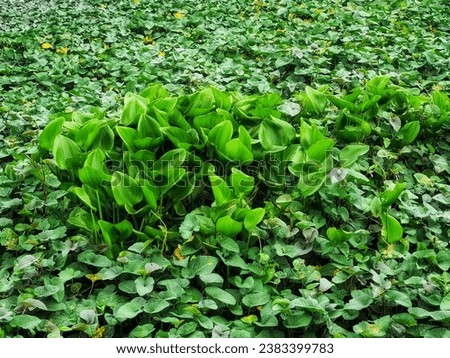 Green leaves. Beautiful green leaves background image.