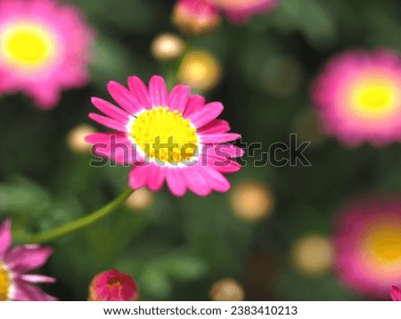 a flower in selective focus 