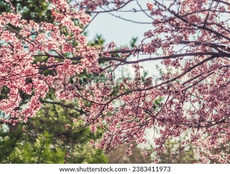 A tree full of blossoms in spring