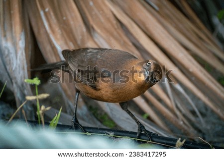 Wild Female Great-Tailed Grackle bird (Quiscalus mexicanus) with  brownish feathers and staring curiously at the viewer. Cancun, Mexico  Royalty-Free Stock Photo #2383417295