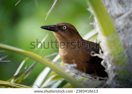 Profile of a Wild Female Great-Tailed Grackle bird (Quiscalus mexicanus) with brownish feathers nesting between green leaves Royalty-Free Stock Photo #2383418613