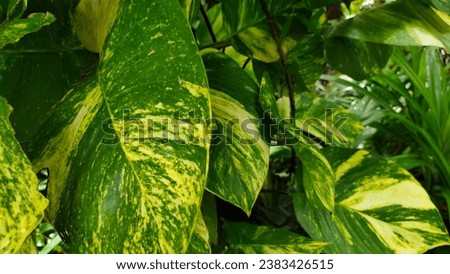 The leaves of the spotted betel tree are very large.