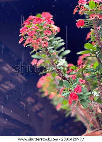 flowers in the rain - - stock photo #.