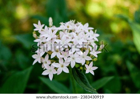 white flowers that grow abundantly in the garden