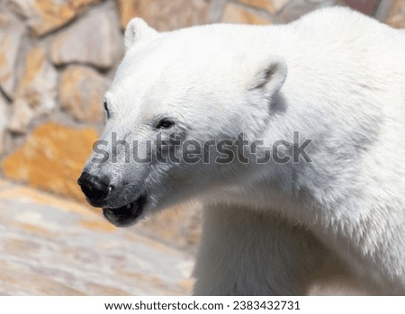 Portrait of a polar bear in the zoo.