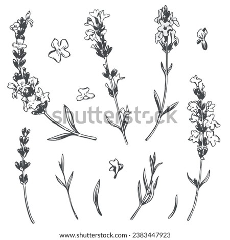 Black line lavender sketch. Vector set of illustrations of fragrant herb. Vintage retro sketch element for design of labels, packaging, textiles and cards.