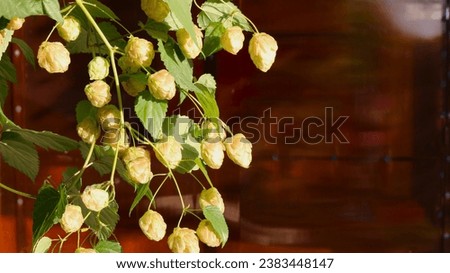 ripe hop cones on the climbing branches of the plant in the left corner of the picture and a brown empty background with copy space on the right, a plant organic ingredient for beer production