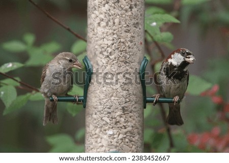 House sparrow (Passer domesticus) at the food place House sparrow at the food place Royalty-Free Stock Photo #2383452667