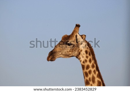 Wildlife in Etosha national park (Giraffe)