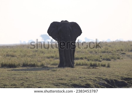 Wildlife in Namibia, Africa (Elephants)