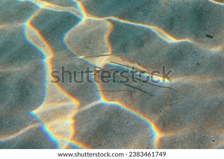 Needlefish (Belonidae) on the sandy shallow seabed with sunrays. Animals in the ocean, underwater photography from snorkeling. Wildlife on the bottom, travel picture.