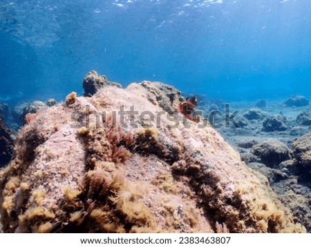 Underwater pictures, diving pictures, blue ocean snorkel