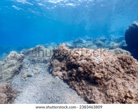 Underwater pictures, diving pictures, blue ocean snorkel Royalty-Free Stock Photo #2383463809