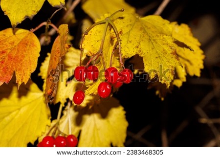 Red viburnum on a bush with yellow autumn leaves