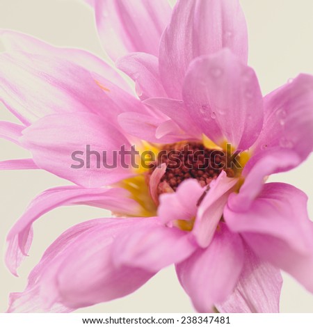 A close up of an elegant pink flower.
