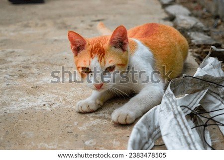  A fluffy orange and white cat is laying on the ground, looking relaxed and content. The cat's paws are outstretched, and its head is tilted to the side. The cat has a white chest and paws, and its or