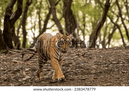 wild bengal female tiger or panthera tigris tigris closeup head on walking in natural scenic green background at ranthambore national park forest tiger reserve sawai madhopur rajasthan india asia