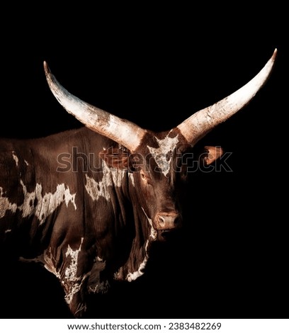 Large male Ankole Bull with long horns Royalty-Free Stock Photo #2383482269