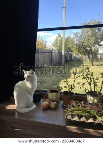  photo of a white cat and houseplants on a window overlooking a garden with trees. High quality photo