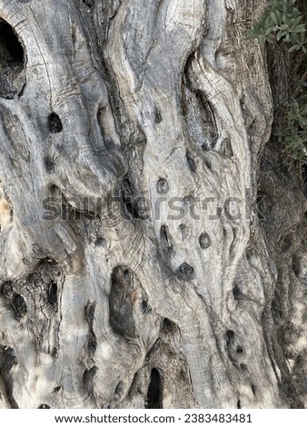 bark of an old olive tree close-up. High quality photo