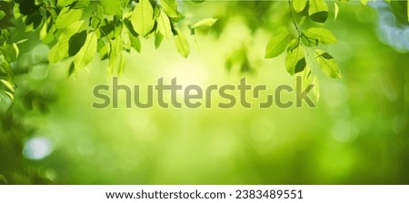 Beautiful natural spring summer defocused background with fresh lush foliage and bokeh in nature. Royalty-Free Stock Photo #2383489551