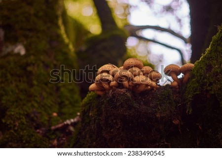 Mushrooms on the trunk of a beech tree and the colors of autumn in the Enchanted Beech Forest of the Sierra de Urbasa. Navarre. Spain