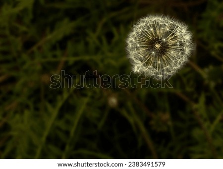 Dandelion flower surrounded by nature and greenery