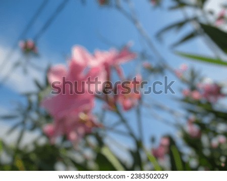 Abstract blurred background of pink blooming oleander with sky blue view
