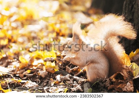 Cute squirrel in autumn leaves. Fall season in park. City park wildlife. Ginger color fur. Long fluffy tail. Adorable little squirrel. Autumn in forest. Wildlife background. Squirrel eating a nut.