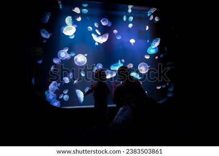 Jellyfishes at Poema Del Mar Aquarium
