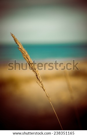 beautiful blur dry grass and bent background - 80's retro vintage color film effect
