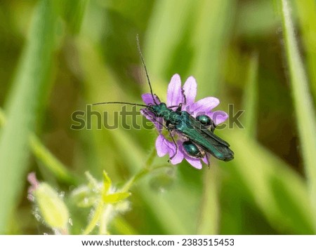 A macro shot of a male thick-legged flower beetle (Oedemera nobilis) pictured on a pink wild flower in May