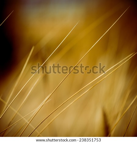 beautiful blur dry grass and bent background - 80's retro vintage color film effect