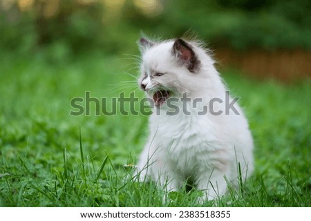 Meowing Radoll Kitten sitting in the garden
