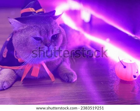 Halloween Big cat short hair lying on wooden floor wearing witch costume with colorful lights indoor, pet, animal, camping, cocktail, kitty, Garfield, British Shorthair