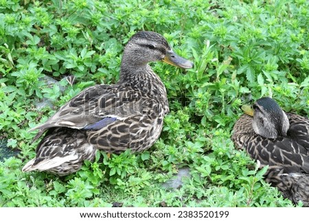 Female mallard duck ducks. Summer outdoors. Brown feathers plumage. Close up. Detail. Wildlife wild bird birds. Birdwatching. Green plants weeds background. Waterfowl. Mallards.