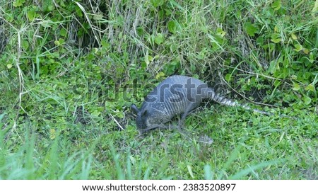 Nine-banded common armadillo Dasypus novemcinctus foraging in search for food on the grass of a verdant mountain meadow in Curi Cancha Nature Reserve - Puntarenas Province in Costa Rica