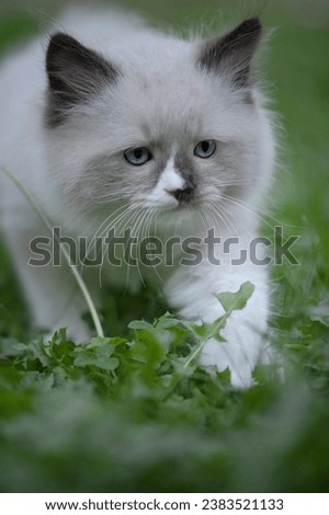 Ragdoll Kitten walking through the garden