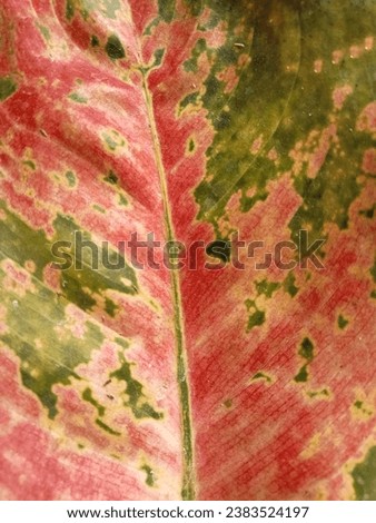 the veins of the leaves of two shades of green and red visible up close