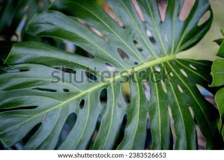 monstera leaves are dark green, with lobed holes, and large leaves