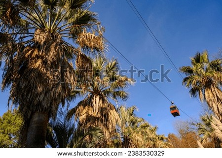 A cable car over palm trees and reeds in the arboretum of Sochi in winter Royalty-Free Stock Photo #2383530329