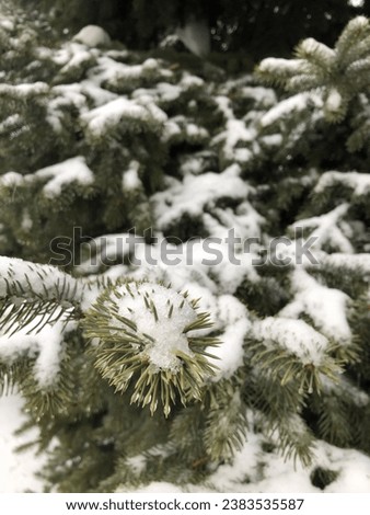 fir or pine tree with snow on branches