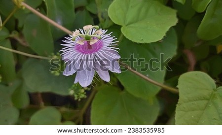 A picture of passiflora foetida purple flower 