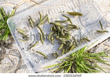 Cabbage worm, green garden pest. Group of green zebra caterpillar larvae with black dots gathered in vegetable garden from cabbage plants. Light bg, close-up. Transparent plastic container and grass.