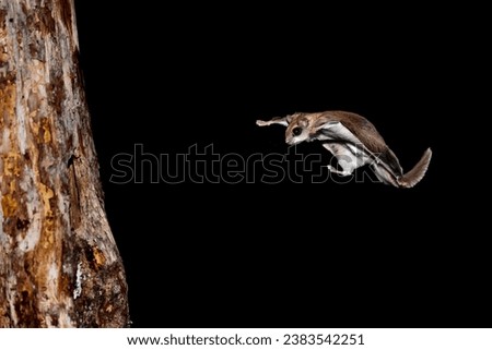 Preparing for landing Southern Flyting Squirrel (Glaucomys volans) approaches a rough tree trunk. It soars through the night sky from limb to limb in search of food, typically eating nuts and seeds
